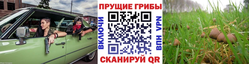Псилоцибиновые грибы MAGIC MUSHROOMS  Купить закладки  Бирюсинск 